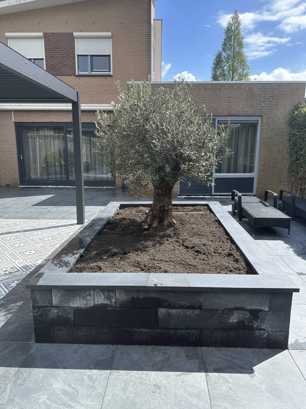 Zwarte plantenbak met olijfboom op het terras